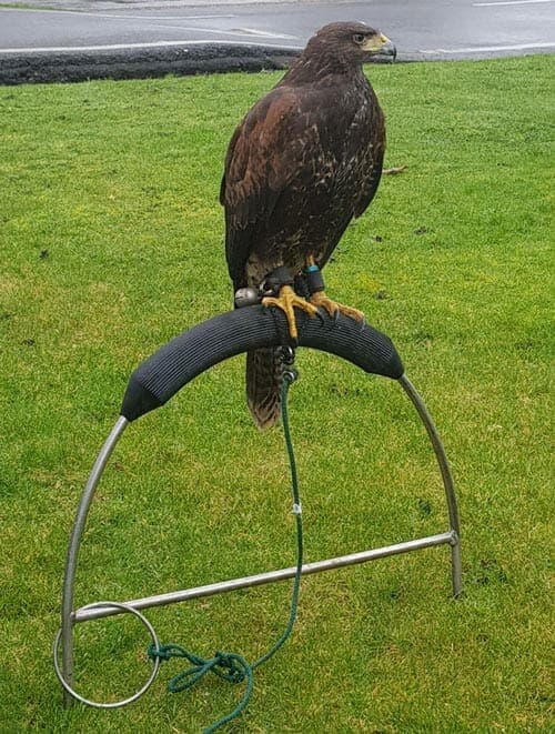 A Harris hawk used by Cinque Ports Pest Control for humane bird deterrence