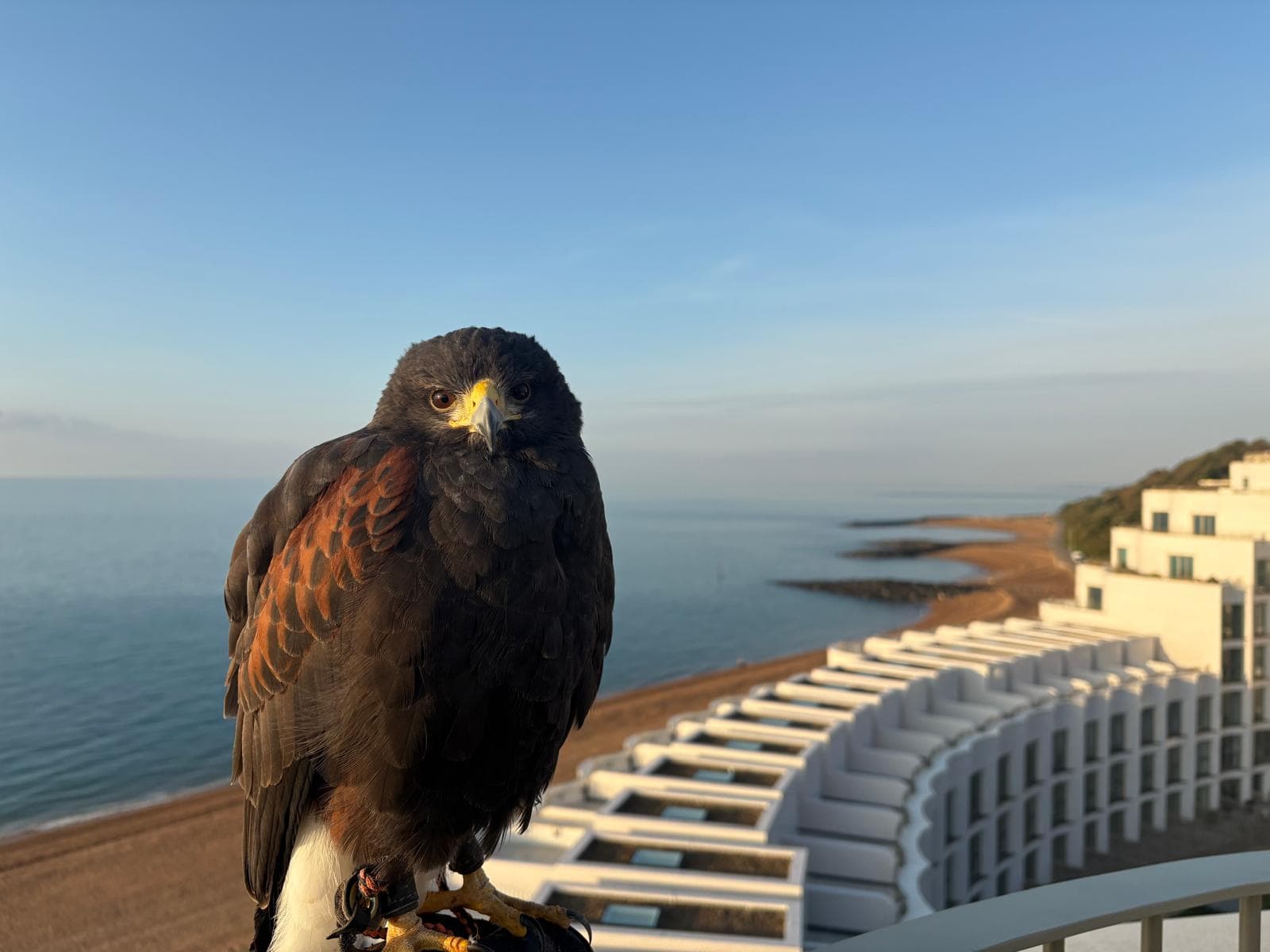 A Harris hawk used by Cinque Ports Pest Control for humane bird control, on the Kent coast
